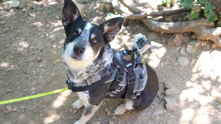 Accessoires Gopro : Harnais pour chien
