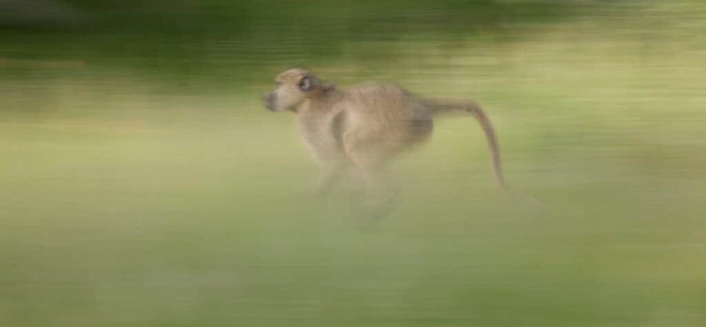 Objectif photographique rapide