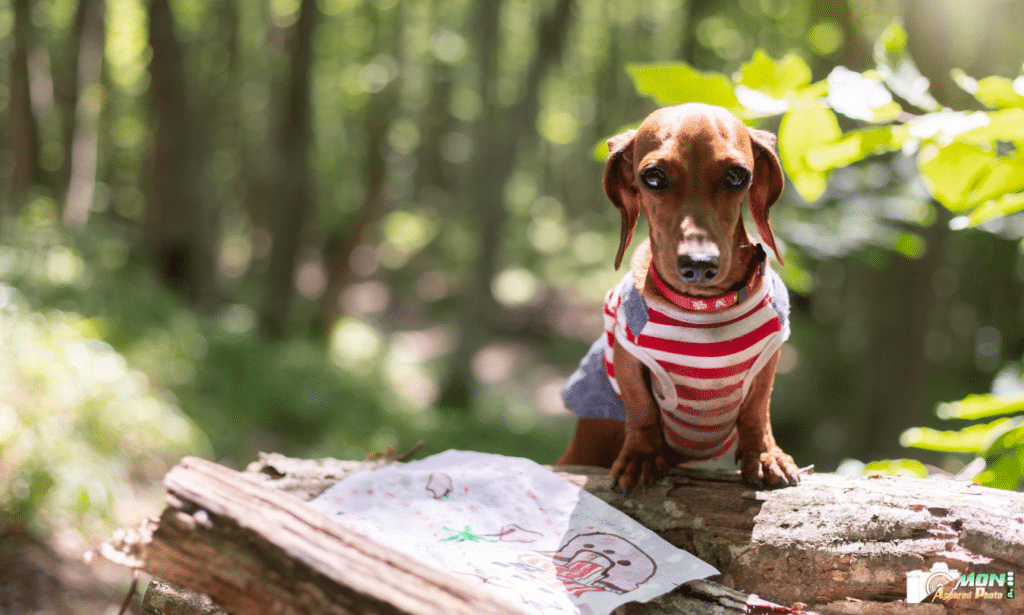 10 photos d'animaux les plus drôles
