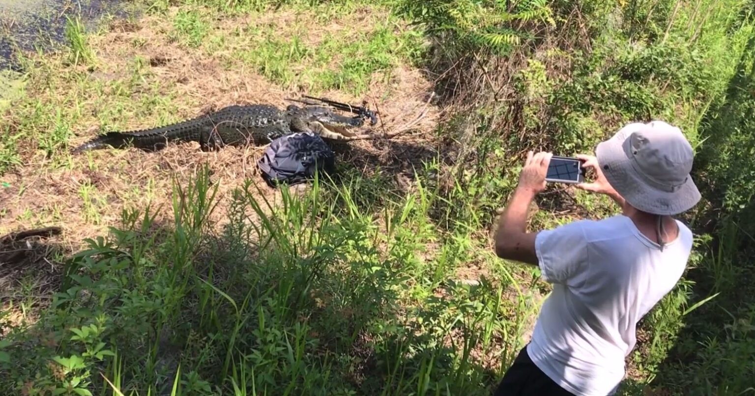 Comment ne pas photographier un alligator