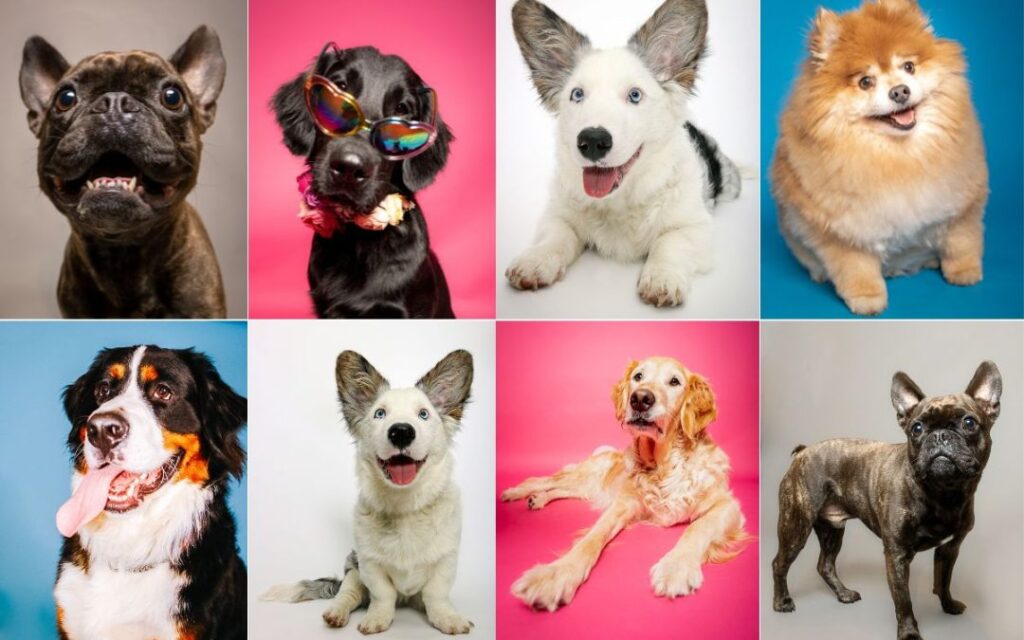 Comment photographier les chiens : conseils