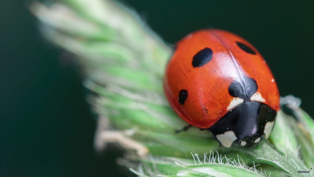 Comment réaliser des photos macro sans objectif macro Comment réaliser des photos macro sans objectif macro