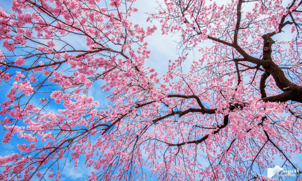 Hanami les cerisiers en fleurs dans la culture japonaise