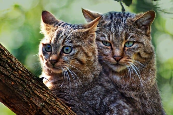 Photos de chats améliorées