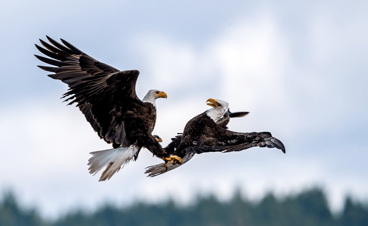 Rajiv Mongia et la photo événement des deux aigles Rajiv Mongia et la photo événement des deux aigles