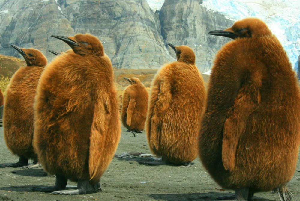 Pingouins en Géorgie du Sud par Amanda Stadther 