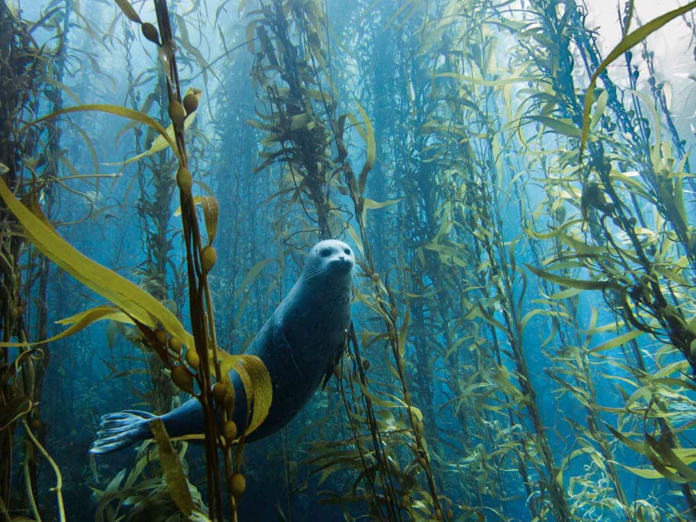 Phoque dans la mer de San Diego par Kyle McBurnie 