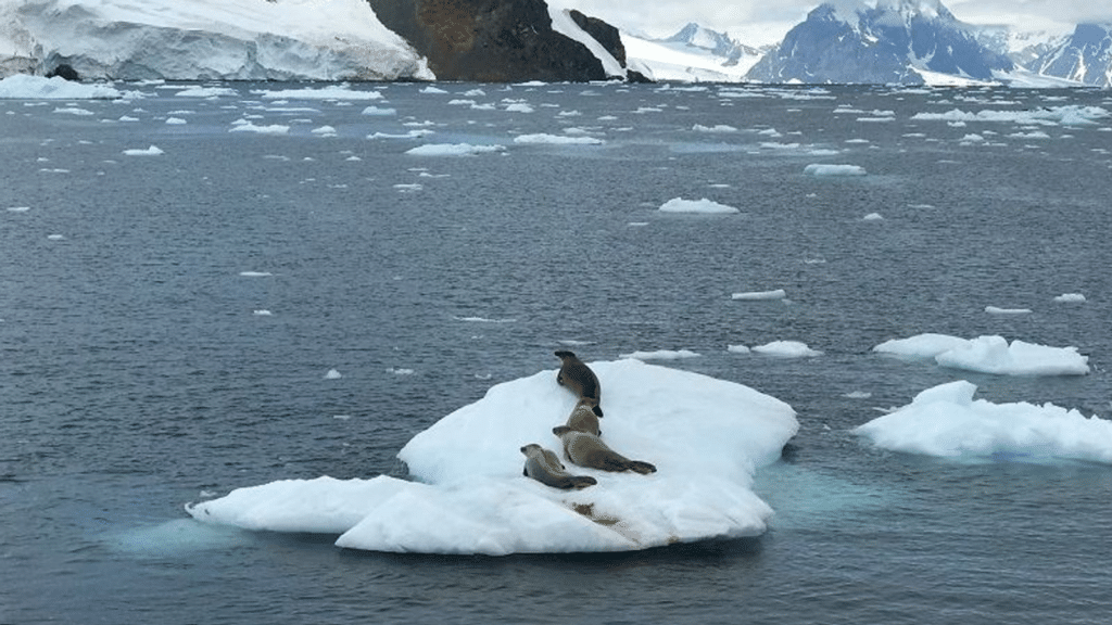 Vidéo : L’Antarctique comme vous ne l’avez jamais vu : avec un drone ! Vidéo : L'Antarctique comme vous ne l'avez jamais vu : avec un drone !