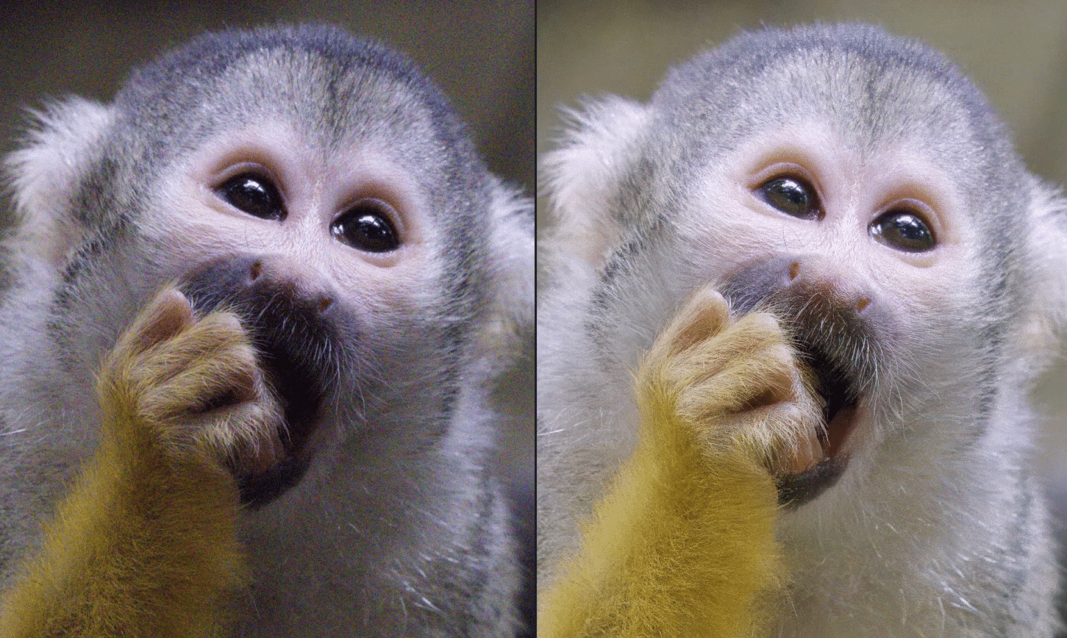 Avis Topaz Photo AI 2 : sauve-t-il vraiment les photos ? Topaz Photo AI 2: avis