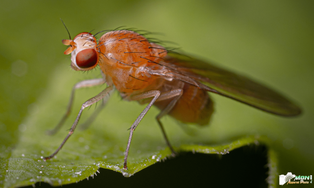 Meilleurs Appareils Photo pour la Macrophotographie : Guide Ultime pour Capturer les Détails Fins Meilleurs Appareils Photo Macro